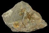 Fossil Starfish (Petraster?) & Edrioasteroid (Spinadiscus) - Morocco #118333-1
